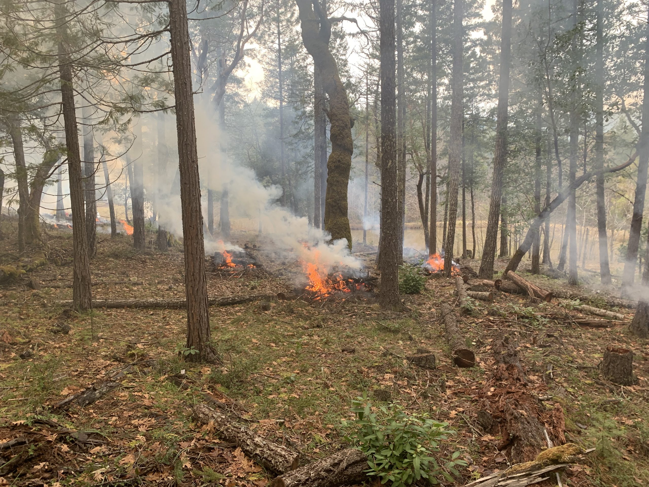 Prescribed pile burning to eliminate the slash near Williams, Oregon.