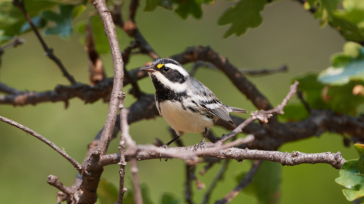 Black-Throated Gray Warbler, photo by Frank Lospalluto
