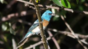 Using bird species such as Lark Bunting to monitor wildlife habitat during forest restoration..