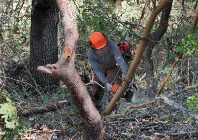 Forest restoration crews conduct ecological thinning on the Rogue Forest