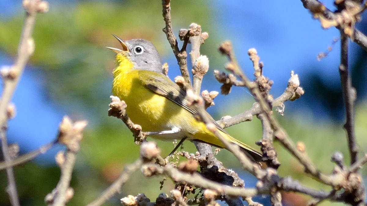 Using bird species such as Nashville Warbler to monitor increases in understory habitat.