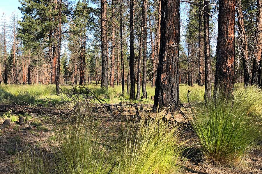 Oregon State University's Prescribed Fire Basics modules explore the ecological effects of fire.