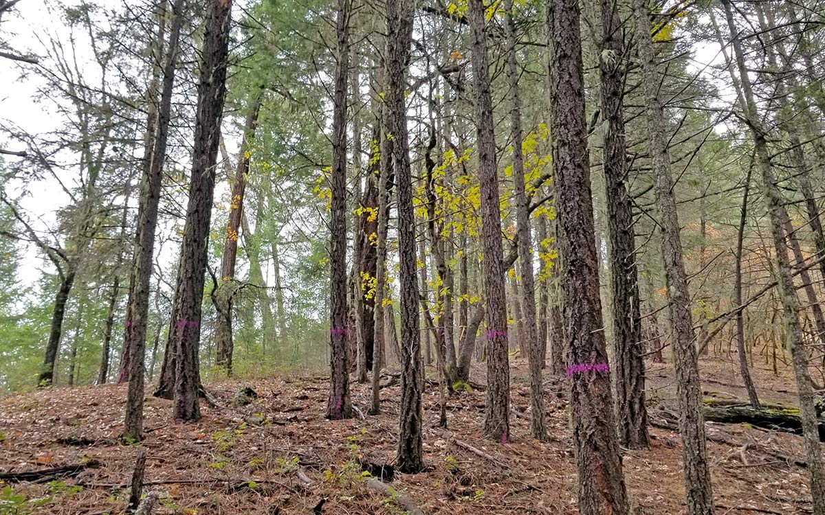 Upper Applegate Watershed Restoration Project: Community Field Tour