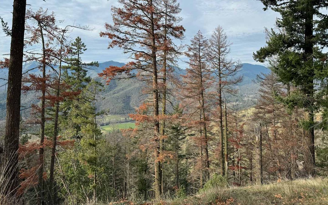 OSU Extension: Understanding Douglas-fir Decline