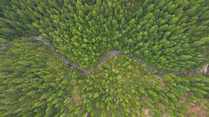 Aerial view of forested lands in western Oregon.