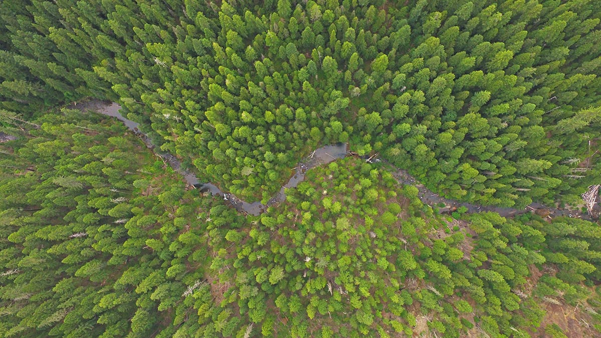 Oregon Department of Forestry | Video Series: Restoring Federal Forests